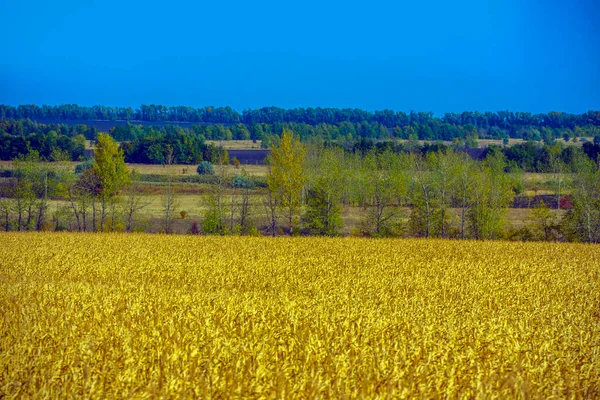 Jesienny Krajobraz Żółte Pola Drzewami Błękitnym Niebem — Zdjęcie stockowe