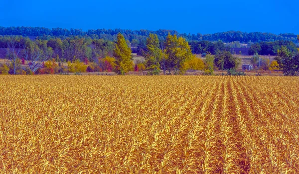 Jesienny Krajobraz Żółte Pola Drzewami Błękitnym Niebem — Zdjęcie stockowe