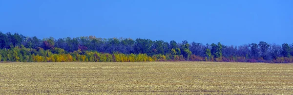 Herfstlandschap Gele Velden Met Bomen Blauwe Lucht — Stockfoto