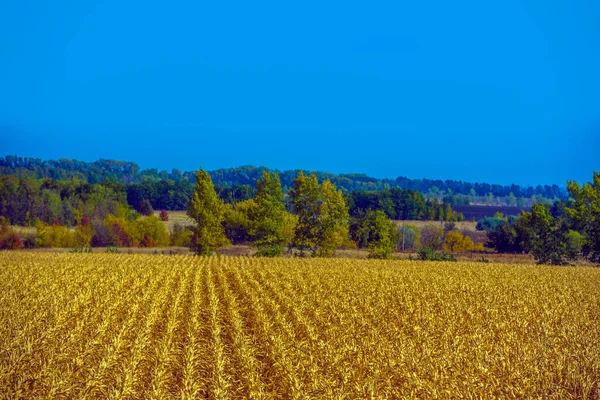 Podzimní Krajina Žlutá Pole Stromy Modrou Oblohou — Stock fotografie