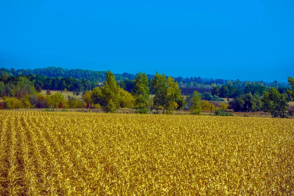 Sonbahar Manzarası Ağaçları Mavi Gökyüzü Olan Sarı Alanlar — Stok fotoğraf