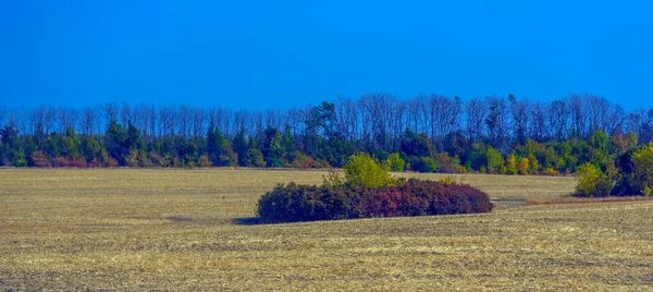 Höstlandskap Gula Fält Med Träd Och Blå Himmel — Stockfoto