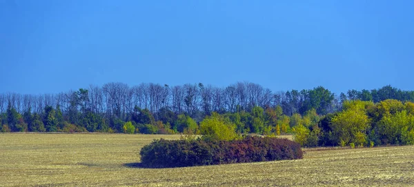 Höstlandskap Gula Fält Med Träd Och Blå Himmel — Stockfoto