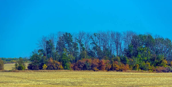 Herfstlandschap Gele Velden Met Bomen Blauwe Lucht — Stockfoto