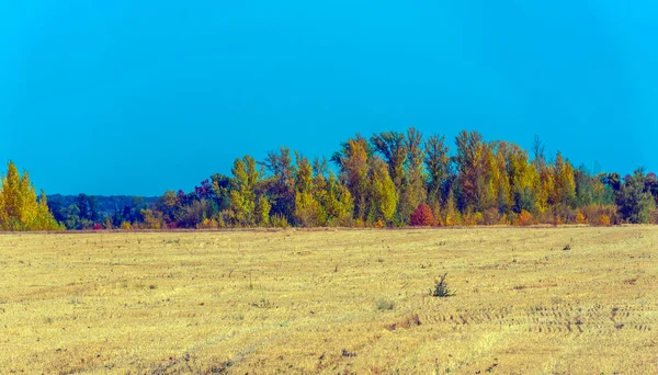 Herfstlandschap Gele Velden Met Bomen Blauwe Lucht — Stockfoto