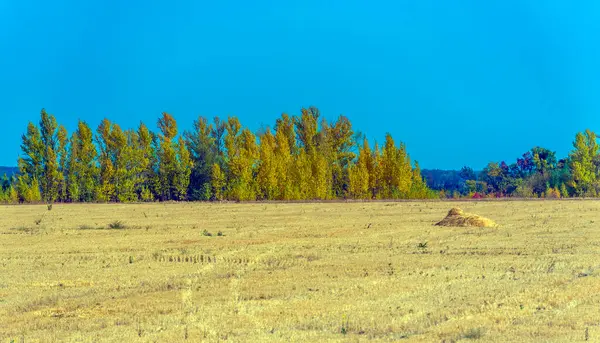 Herfstlandschap Gele Velden Met Bomen Blauwe Lucht — Stockfoto