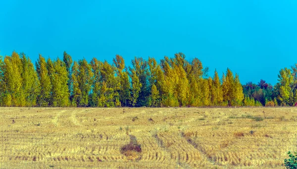 Paisaje Otoño Campos Amarillos Con Árboles Cielo Azul — Foto de Stock