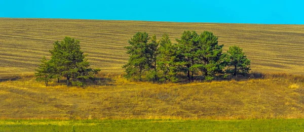 Осенний Пейзаж Желтые Поля Деревьями Голубым Небом — стоковое фото