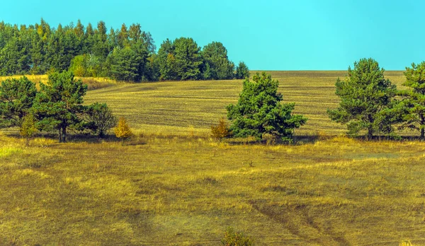 Paisaje Otoño Campos Amarillos Con Árboles Cielo Azul — Foto de Stock