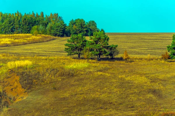Podzimní Krajina Žlutá Pole Stromy Modrou Oblohou — Stock fotografie