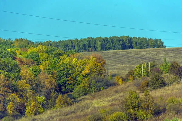 Осенний Пейзаж Золотая Осень Лесу Желтые Апельсины Поле Сентябре — стоковое фото
