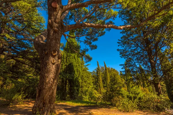 Sommaren Saftig Skott Med Utsikt Över Otroligt Vacker Park Vorontsov — Stockfoto