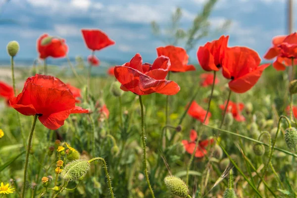 Röda Vallmo Blommor Fältet Maj — Stockfoto