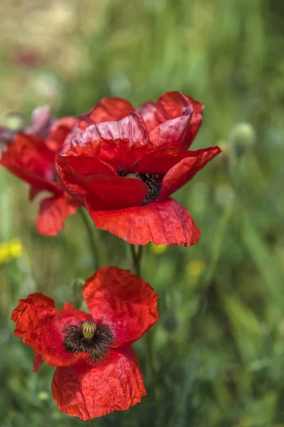 Röda Vallmo Blommor Fältet Maj — Stockfoto