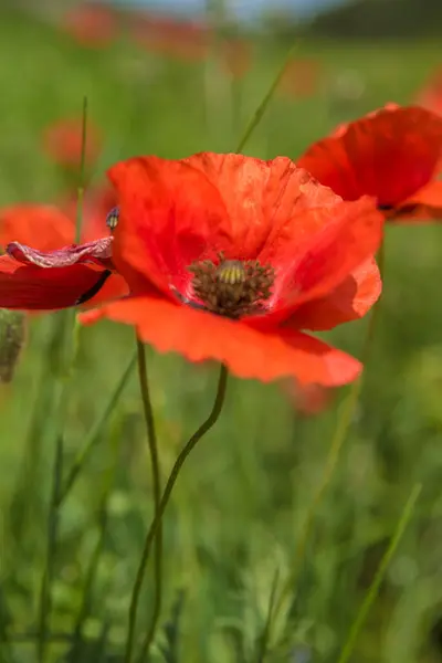 Röda Vallmo Blommor Fältet Maj — Stockfoto