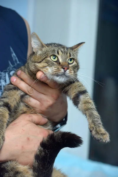 Gato Tabby Marrón Grande Las Manos Cerca — Foto de Stock