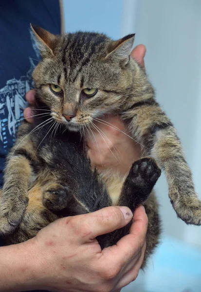 Besar Coklat Kucing Tabby Tangan Menutup — Stok Foto