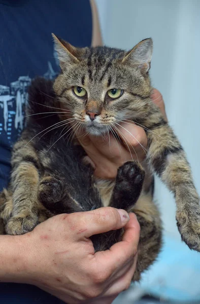 Besar Coklat Kucing Tabby Tangan Menutup — Stok Foto