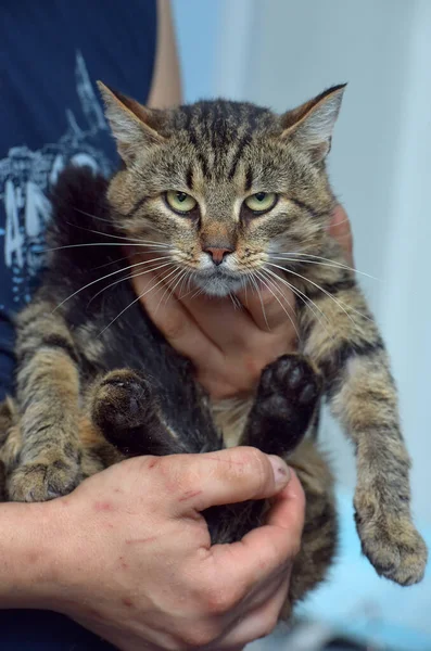 Besar Coklat Kucing Tabby Tangan Menutup — Stok Foto