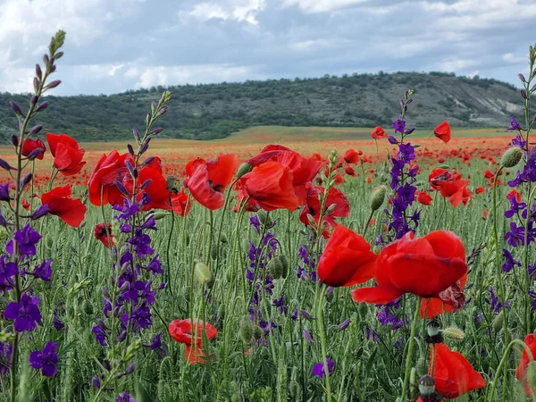 Campo Amapola Pie Colina Mayo Crimea — Foto de Stock