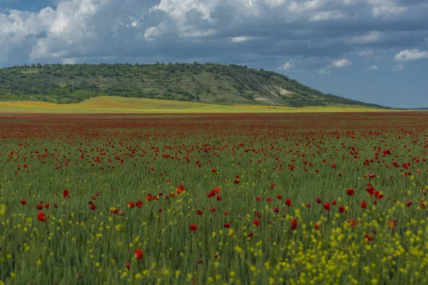 Poppy Field Foot Hill May Crimea — Stock Photo, Image