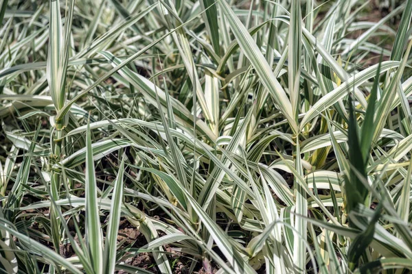 Gros Plan Des Feuilles Panachées Roseau Géant — Photo