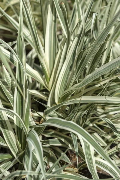 Closeup Variegated Leaves Giant Reed — Stock Photo, Image
