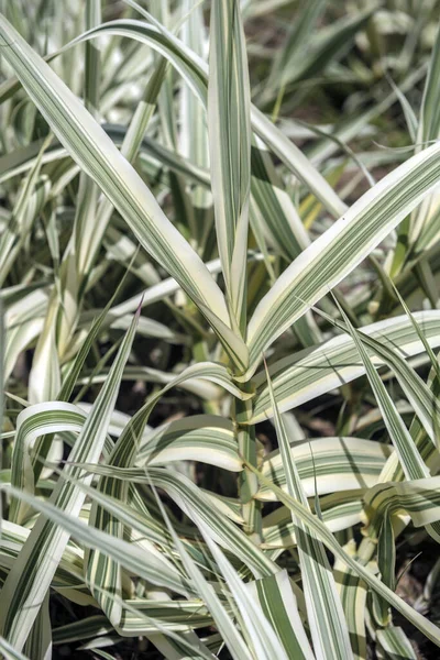 Dev Bir Reed Çeşitli Yapraklarının Yakın Çekimi — Stok fotoğraf