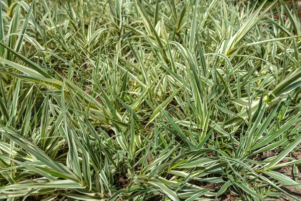 Primer Plano Las Hojas Abigarradas Una Caña Gigante —  Fotos de Stock