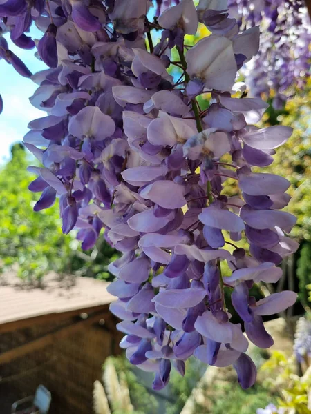 Bloeiende Wisteria Boomtakken Mei — Stockfoto