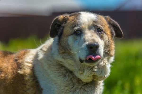 Gran Perro Mestizo Rojo Blanco Césped Con Hierba Verde —  Fotos de Stock