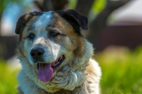 Büyük Kırmızı Beyaz Kırma Köpek Çimlerin Üzerinde Yeşil Çimlerle — Stok fotoğraf