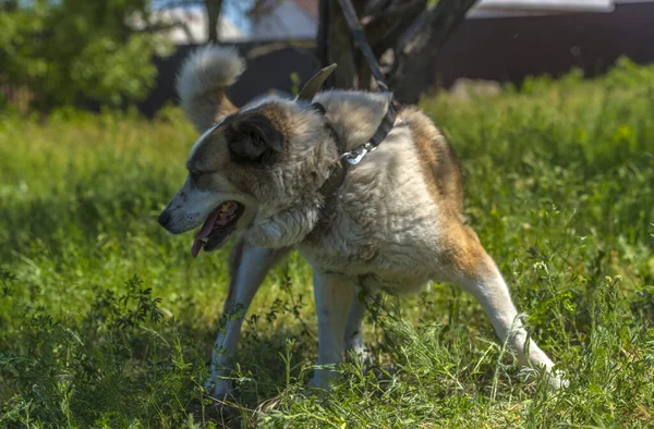 Großer Rot Weißer Mischlingshund Auf Dem Rasen Mit Grünem Gras — Stockfoto