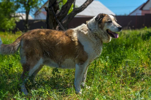 Büyük Kırmızı Beyaz Kırma Köpek Çimlerin Üzerinde Yeşil Çimlerle — Stok fotoğraf