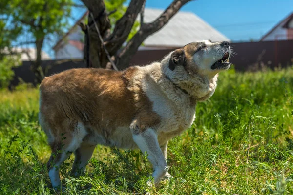 Büyük Kırmızı Beyaz Kırma Köpek Çimlerin Üzerinde Yeşil Çimlerle — Stok fotoğraf