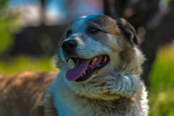 Gran Perro Mestizo Rojo Blanco Césped Con Hierba Verde — Foto de Stock