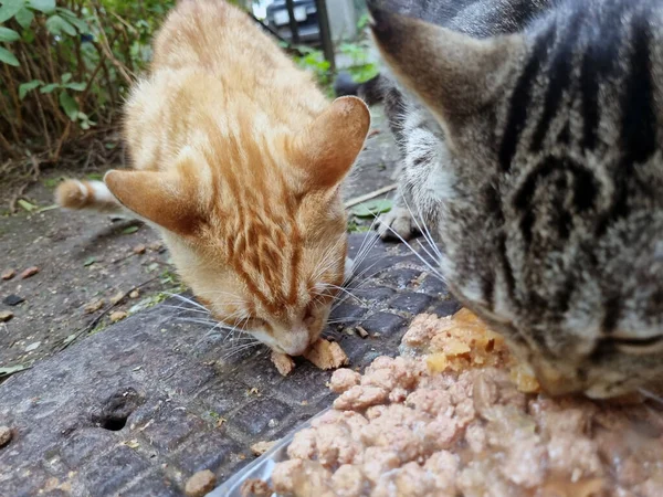 Голодные Бродячие Кошки Едят Еду Улице — стоковое фото