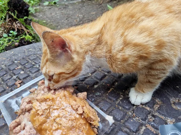Hungry Stray Cats Eat Food Street — Stock Photo, Image