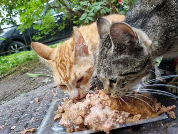 饥饿的流浪猫在街上吃东西 — 图库照片