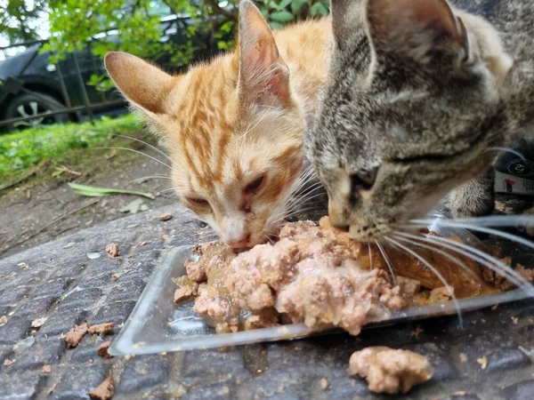 Голодні Бродячі Коти Їдять Їжу Вулиці — стокове фото