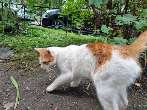 hungry stray cats eat food on the street