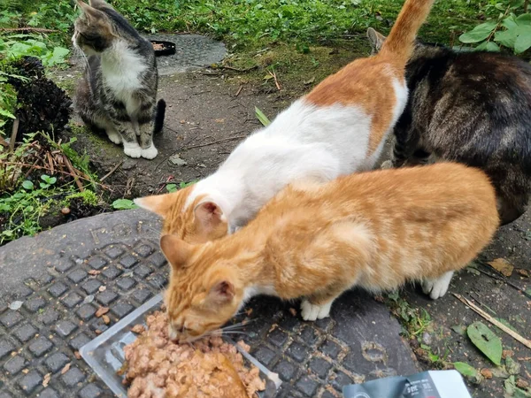 Chats Errants Affamés Manger Nourriture Dans Rue — Photo