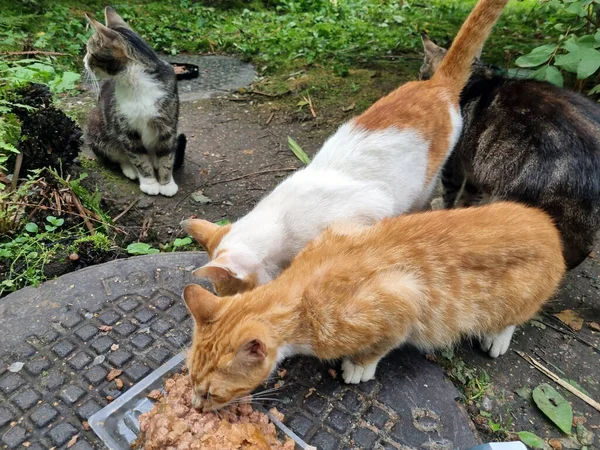 Gatos Vadios Famintos Comer Comida Rua — Fotografia de Stock