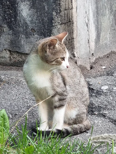 Unga Herrelösa Katter Utomhus Närbild — Stockfoto