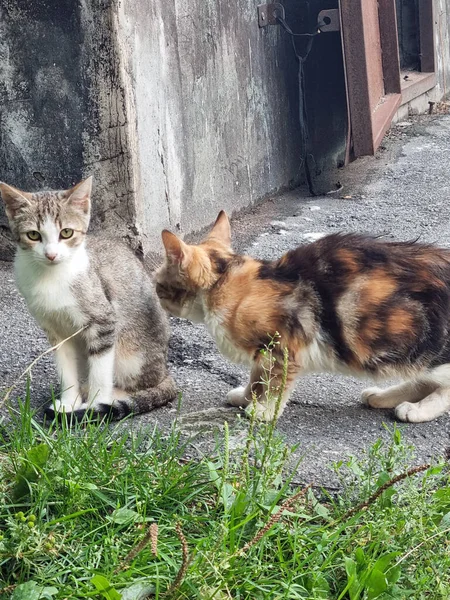 Junge Streunende Katzen Freien Aus Nächster Nähe Foto — Stockfoto