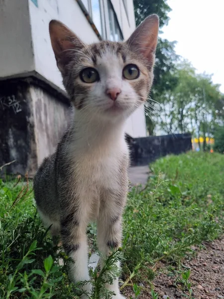 Jóvenes Gatos Callejeros Aire Libre Cerca Foto —  Fotos de Stock