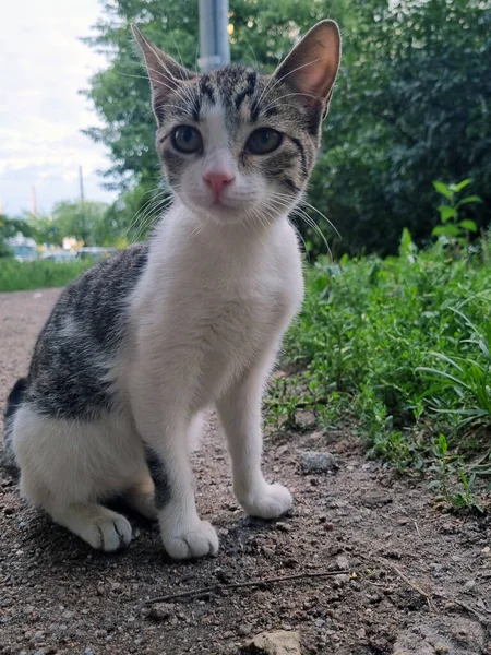 Jóvenes Gatos Callejeros Aire Libre Cerca Foto — Foto de Stock