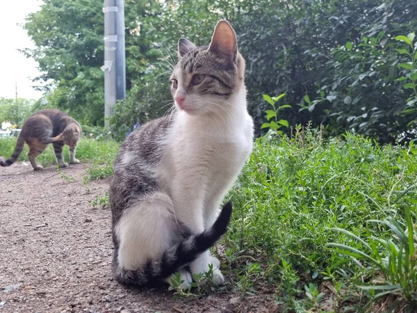 Junge Streunende Katzen Freien Aus Nächster Nähe Foto — Stockfoto