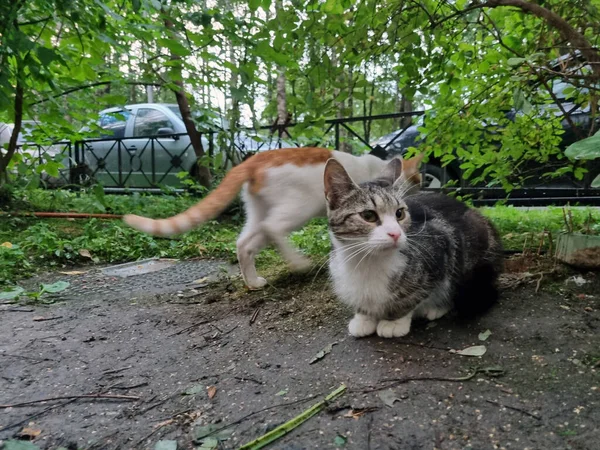 Unga Herrelösa Katter Utomhus Närbild — Stockfoto