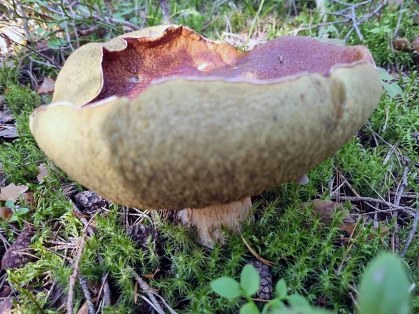 Porcini Boleto Floresta Entre Musgo — Fotografia de Stock